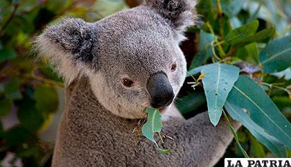 Los koalas duermen 22 horas por día
