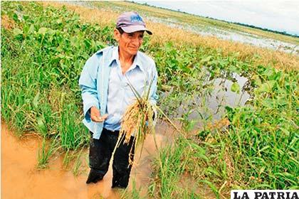 Cambio climático afecta cosecha de arroz en Santa Cruz /eldia.com.bo