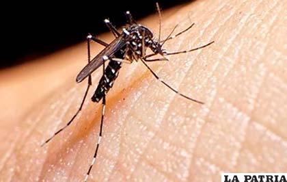 Aedes Aegypti, el mosquito transmisor del dengue