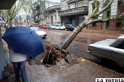 La fuerza del tornado inclusive arrancó árboles de raíz