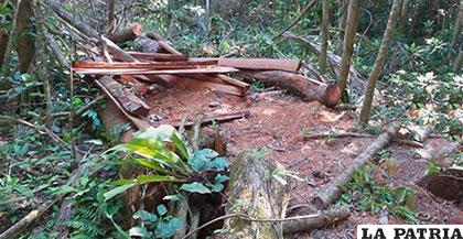 Denuncian a menonitas por enorme deforestación
