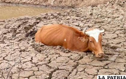 Bolivia vive sequías e inundaciones /LA PRENSA