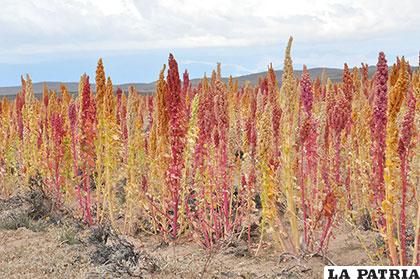 La cosecha de quinua es afectada por lluvias tardías