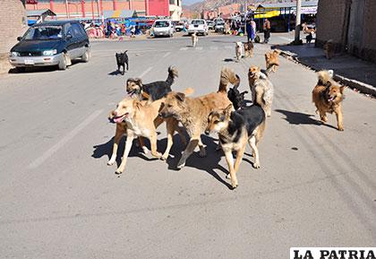La situación de calle y abandono de canes son causas para la incidencia de rabia en Oruro /Archivo