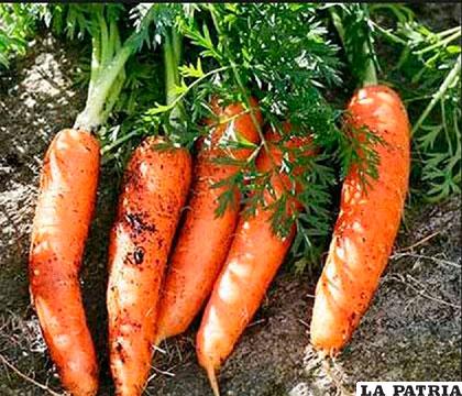 Oruro produce zanahoria con calidad de exportación nacional