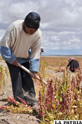 La quinua fue uno de los productos afectados por la sequía