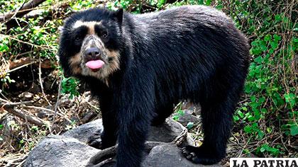 La especie es conocida en Bolivia como Jucumari u oso de anteojos /hoy.com.do
