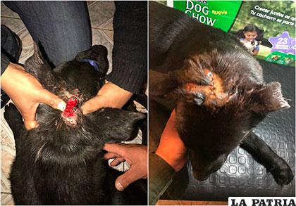 El antes y el después de la herida que tenía el can callejero