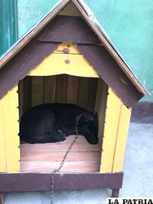 El can en su nuevo hogar en la Dirección de Tránsito