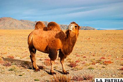 Un hermoso ejemplar de camello bactriano