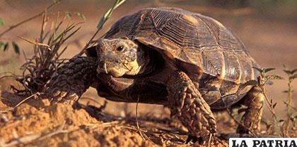 La tortuga del desierto es víctima del tráfico de especies