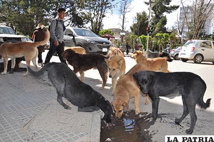 Jauría de perros en plena plaza 10 de Febrero /Archivo
