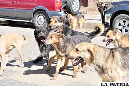 El municipio de Oruro registra 289.235 habitantes y una población canina de 107.124