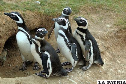 El martes se celebró el Día Mundial de los Pingüinos Chilenos
