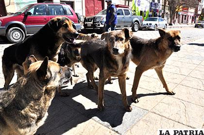 La epidemia de rabia canina se está 