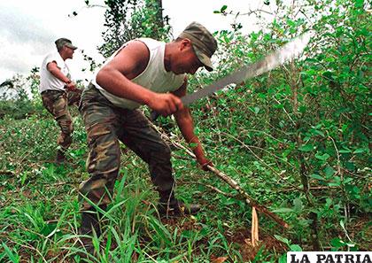 La selva fue liberada de plantaciones de coca