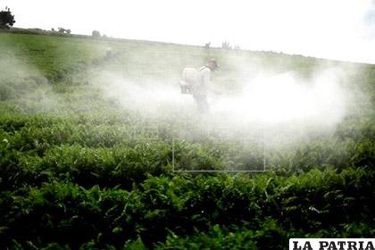 Los principales alimentos afectados son el trigo, el arroz, el tomate, la manzana, la patata y la lechuga