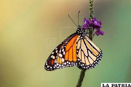 Se prevé que unas 1.200 crisálidas eclosionarán para convertirse en mariposas monarca /EFE