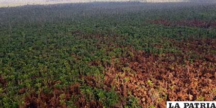 El incendio forestal calcinó al menos 5.484 hectáreas de bosques /Diario Digital