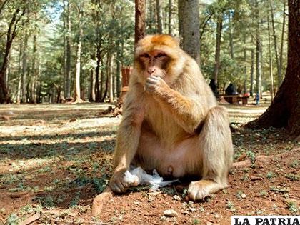Los problemas que vive el macaco derivan todos del deterioro del ecosistema donde vive este animal /LA ESTRELLA DE PANAMA