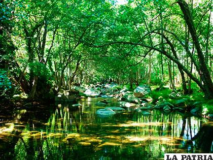 Baptiste destacó que el papel de los bosques, océanos y la salud de los ecosistemas es fundamental para 