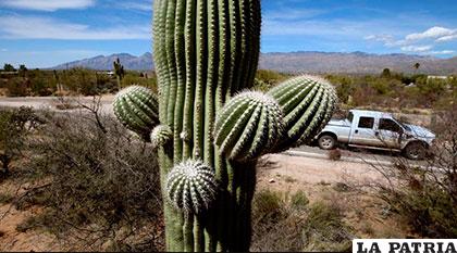 Los cactus son muy codiciados por personas que se dedican a la jardinería /metrolibre.com