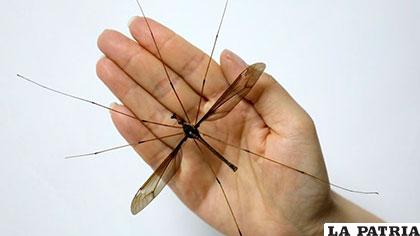 La rara especie del mosquito mide 11,15 centímetros /epimg.net