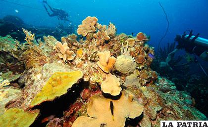 El estudio tiene el objetivo de preservar y permitir la supervivencia de los corales /azure.com