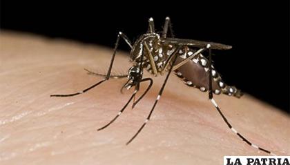 El mosquito Aedes aegypti es el vector principal del dengue/nanduti.com.py