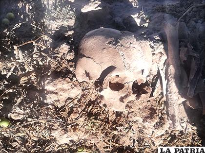 Otro de los cráneos encontrados /LA PATRIA