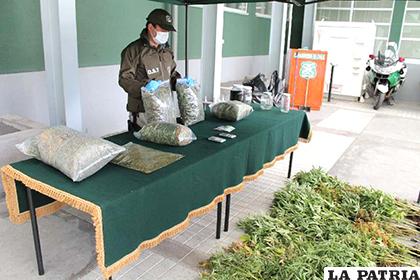 Se incautó 120.388 unidades de plantas de cannabis y 753 kilos de cannabis procesada, armas y municiones, además se logró la detención de 11 personas /NOTICIAS SIN