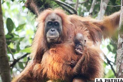 El objetivo es estudiar a los orangutanes de la isla de Borneo /MUNDOENPOSITIVO.COM
