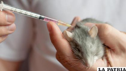 Los ratones ayudaron a encontrar terapias efectivas contra los tumores /LAVANGUARDIA.COM