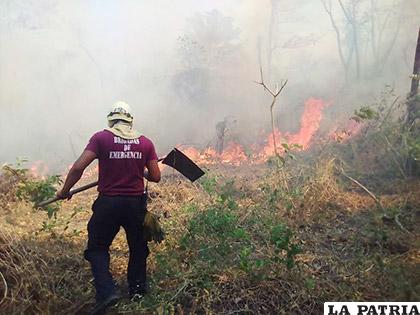 El incendio también causó pérdidas de fauna silvestre / EL NUEVO DIARIO