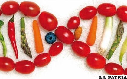 Los transgénicos con alimentos modificados genéticamente/  YOUTUBE.COM