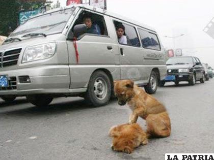 Un perro cuida a su amigo atropellado /MIMUNDOCAUTIVO.COM