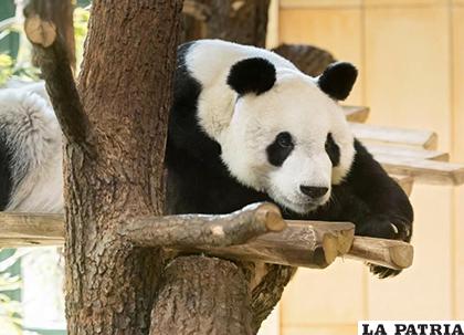 El oso Yuan Yuan, proveniente de China estará en un ambiente separado hasta la época de apareamiento /Zoológico Schönbrunn