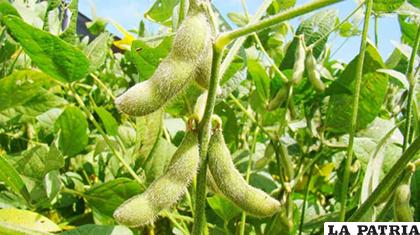 Soya transgénica/Salsa de soja