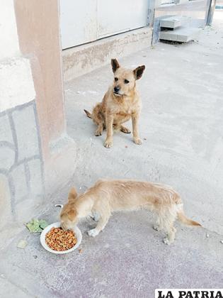 Un can aguarda mientras otro se alimenta en la calle /LA PATRIA