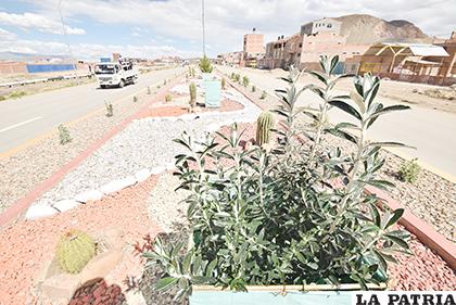 Los cactus se convierten en escoltas de la kiswara