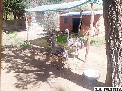Animales están más relajados en la cuarentena /LA PATRIA