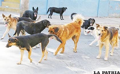Los canes callejeros no serán capturados por el personal de Zoonosis durante la cuarentena /FACEBOOK
