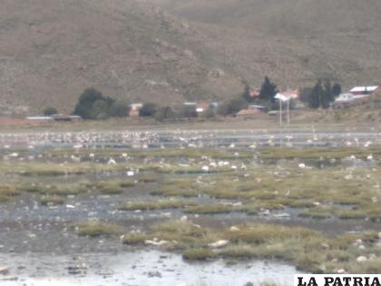 Algunas parihuanas (flamencos) tratan de convivir con los desechos que son arrastrados por el canal