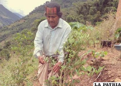 Lino Villca, produce y cosecha coca en la zona tradicional de Yungas /erbol.com