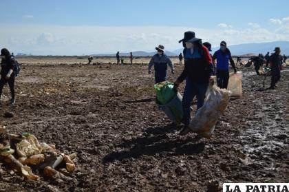 Cientos de bolsas con residuos fueron recogidas