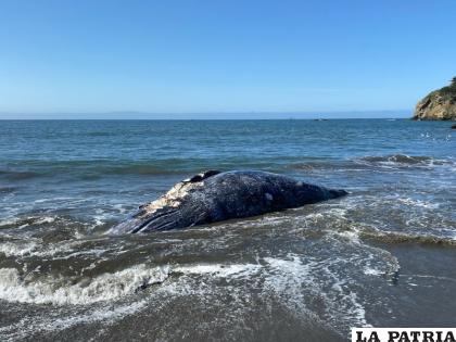 Una ballena hembra adulta muerta en Muir Beach, en la Bahía de San Francisco /Centro de Mamiferos Marinos vía AP