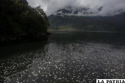 Desastre medioambiental en Chile