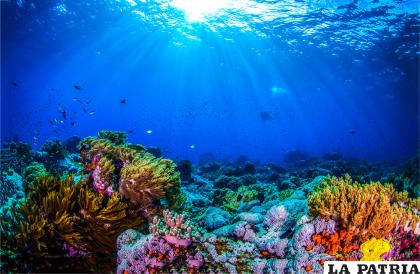 La diversidad de especies que nadan libremente, como los peces, se redujo