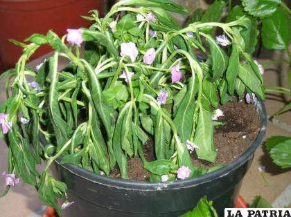 Las plantas sin duda necesitan un ambiente adecuado para su crecimiento