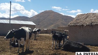 Challapata se caracteriza por su vocación agrícola y ganadera /Colectivo Casa